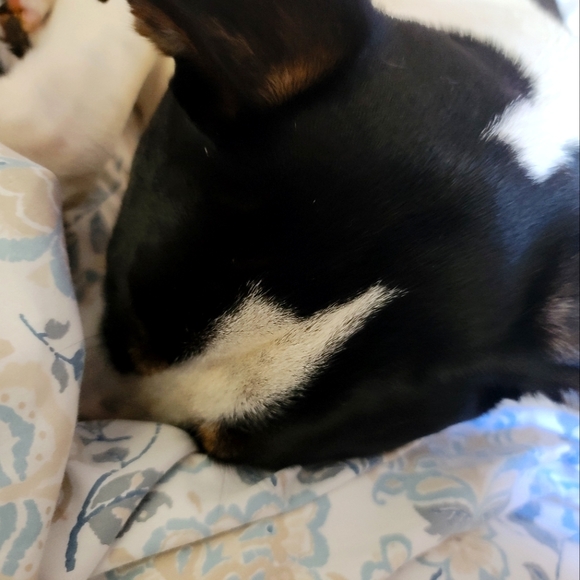 Meet your Posher, Isla - Picture 1 of 1